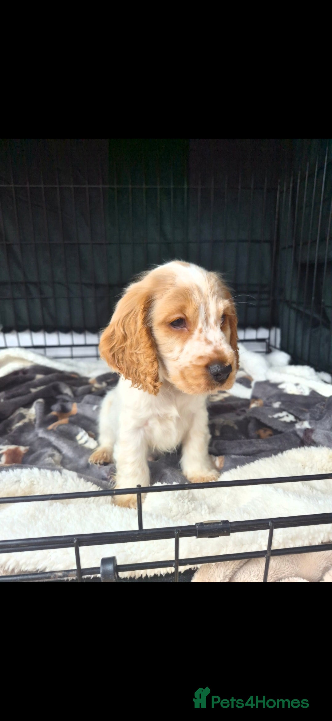 Cocker Spaniel dogs LAST boy Show Cocker Spaniel  - Advert 8