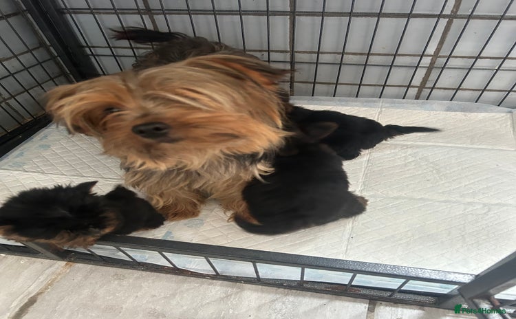 Yorkshire Terrier dogs - Advert 3