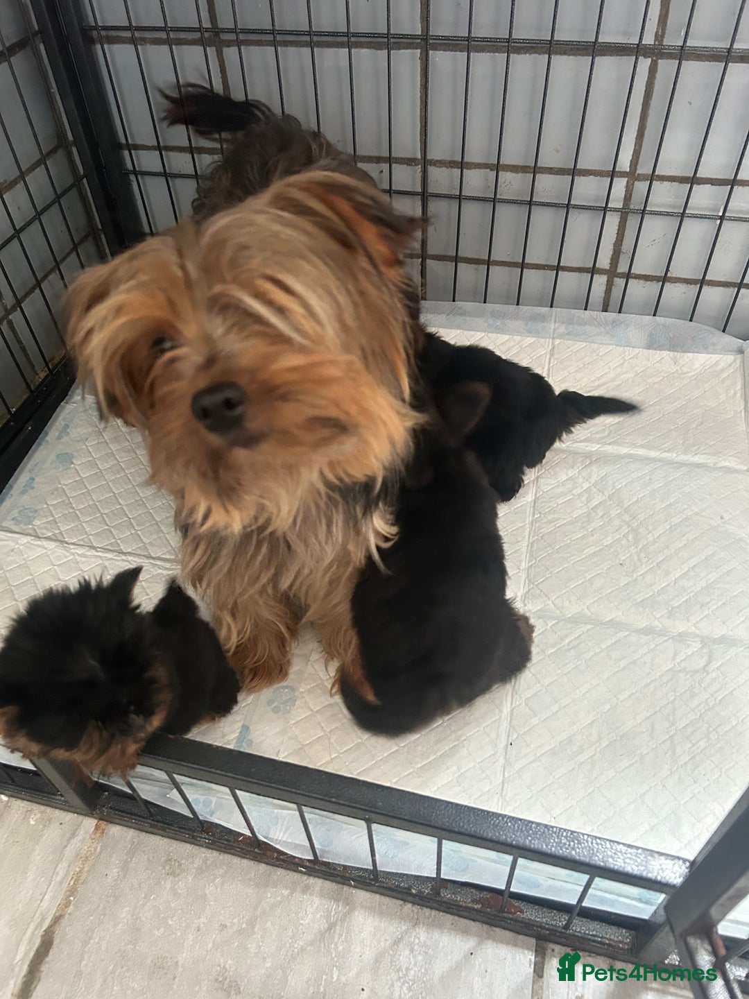 Yorkshire Terrier dogs for sale: Tiny Yorkshire terrier puppies for sale  - Image 1