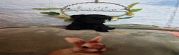 Cavapoo dogs for sale: Stunning  toy cavapoos available  - Advert 19