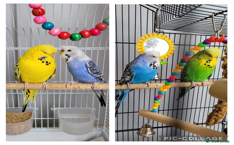 Lovebirds birds - Advert 6