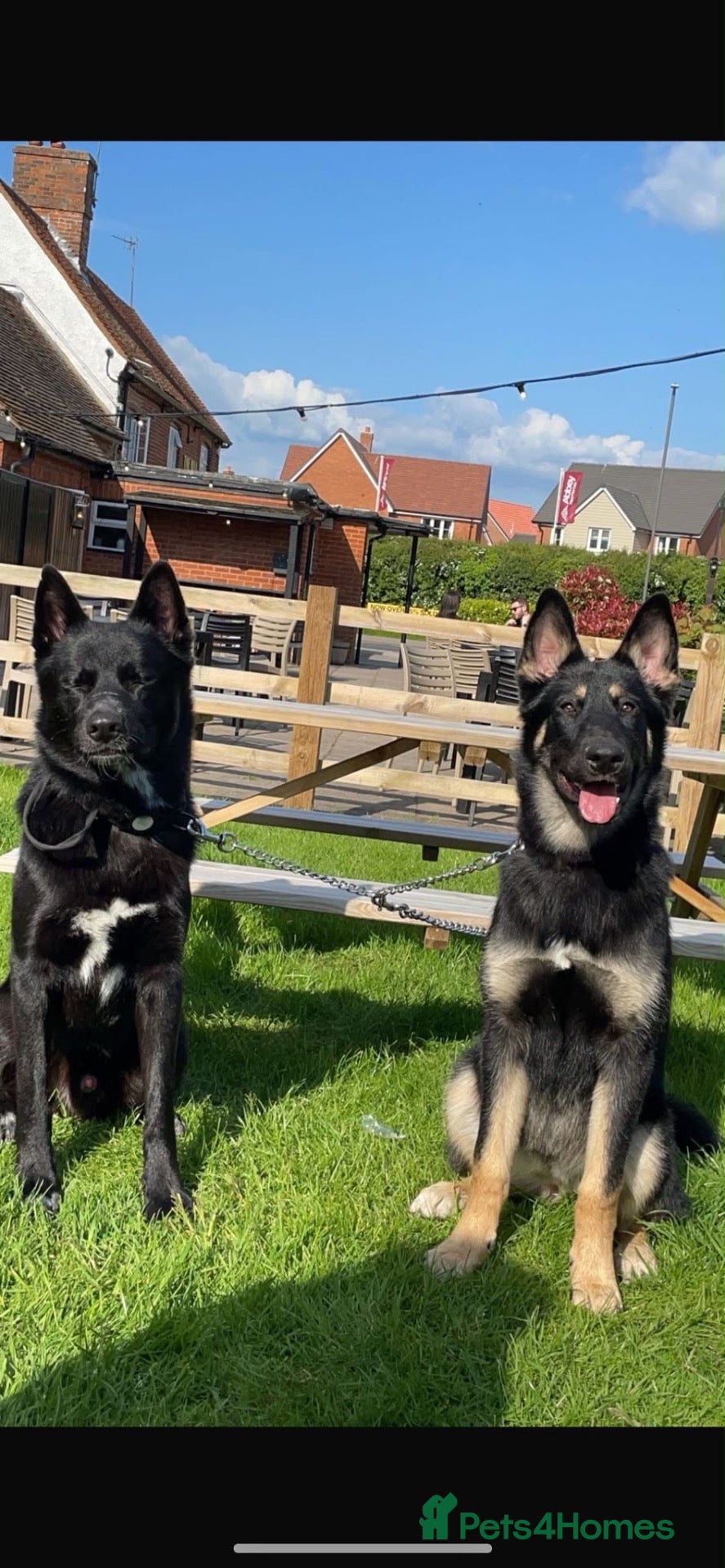 Mixed Breed dogs for sale: Stunning Shepherd Puppies Parents Can Be Seen - Advert 1