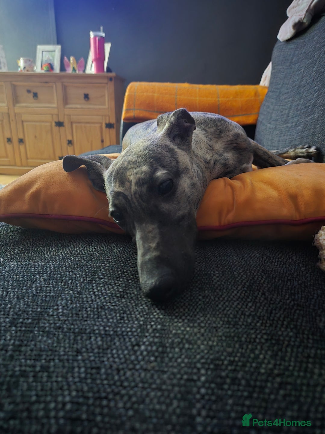 Whippet dogs for sale: Dory is looking for her forever home 🩷 - Advert 9