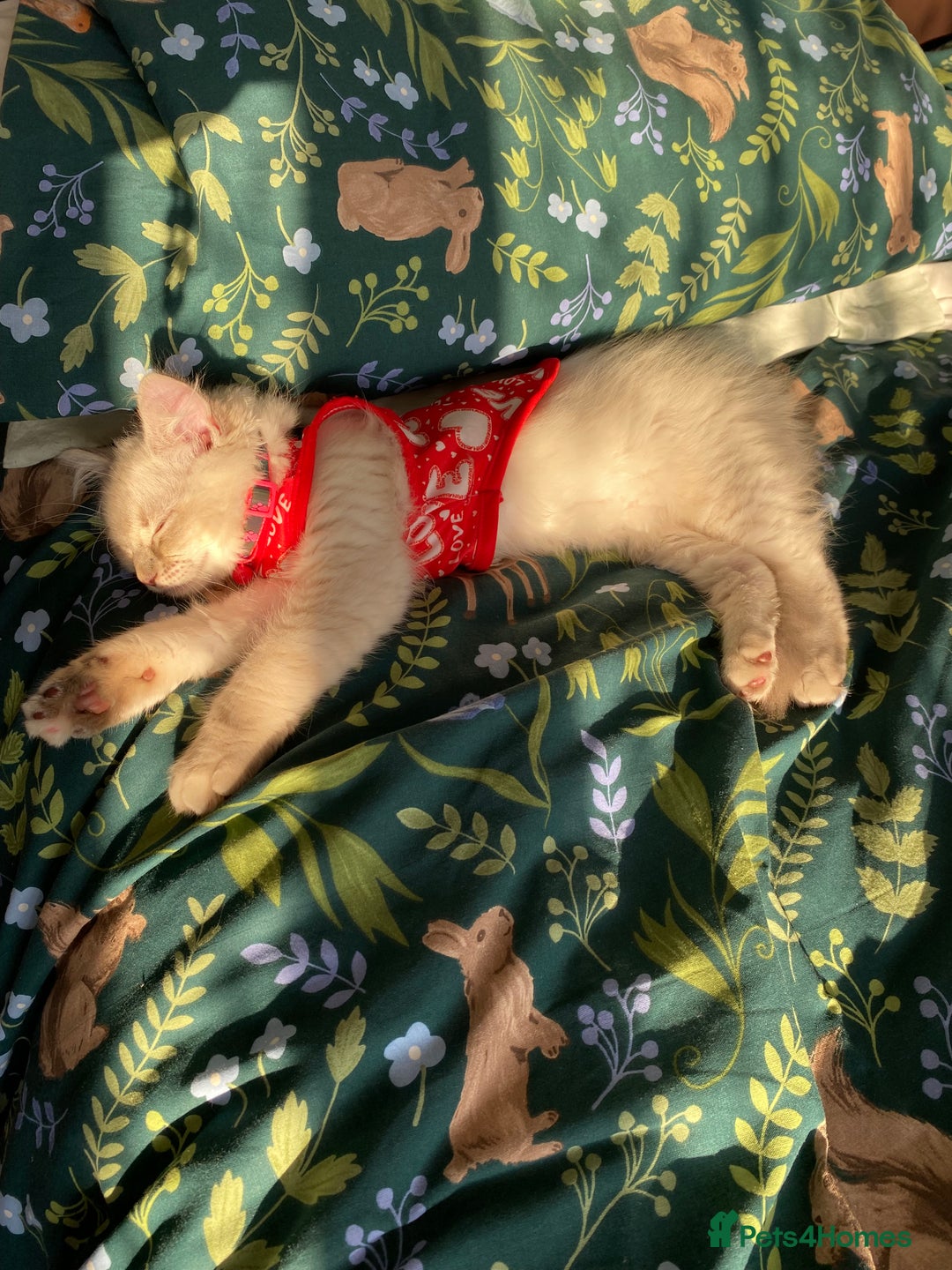 Ragdoll cats for sale: Ragdoll kitten for sale - Image 9