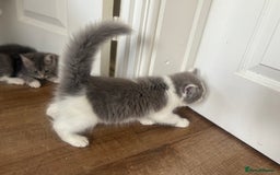 Exotic cats for sale: Exotic X Silver Tabby Fur Babies - Image 29