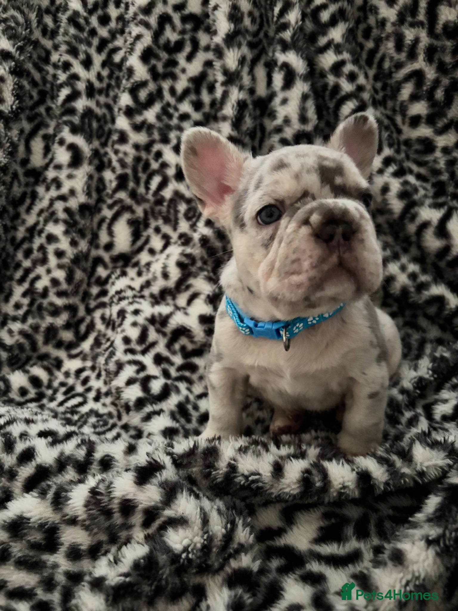 French Bulldog dogs 🐾High quality French bulldog puppies 🐾 - Advert 5