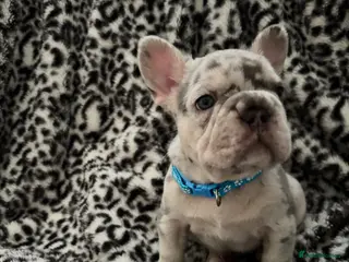 French Bulldog dogs 🐾High quality French bulldog puppies 🐾 - Advert 5