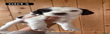 English Springer Spaniel Puppy 2