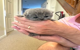 British Longhair cats for sale: Beautiful British Blue Longhair Kitten - Image 9
