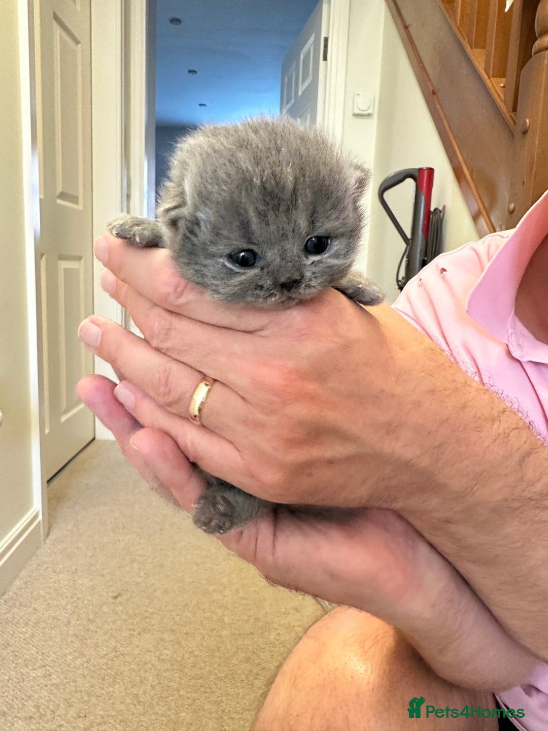 British Longhair cats for sale: Beautiful British Blue Longhair Kitten - Image 9