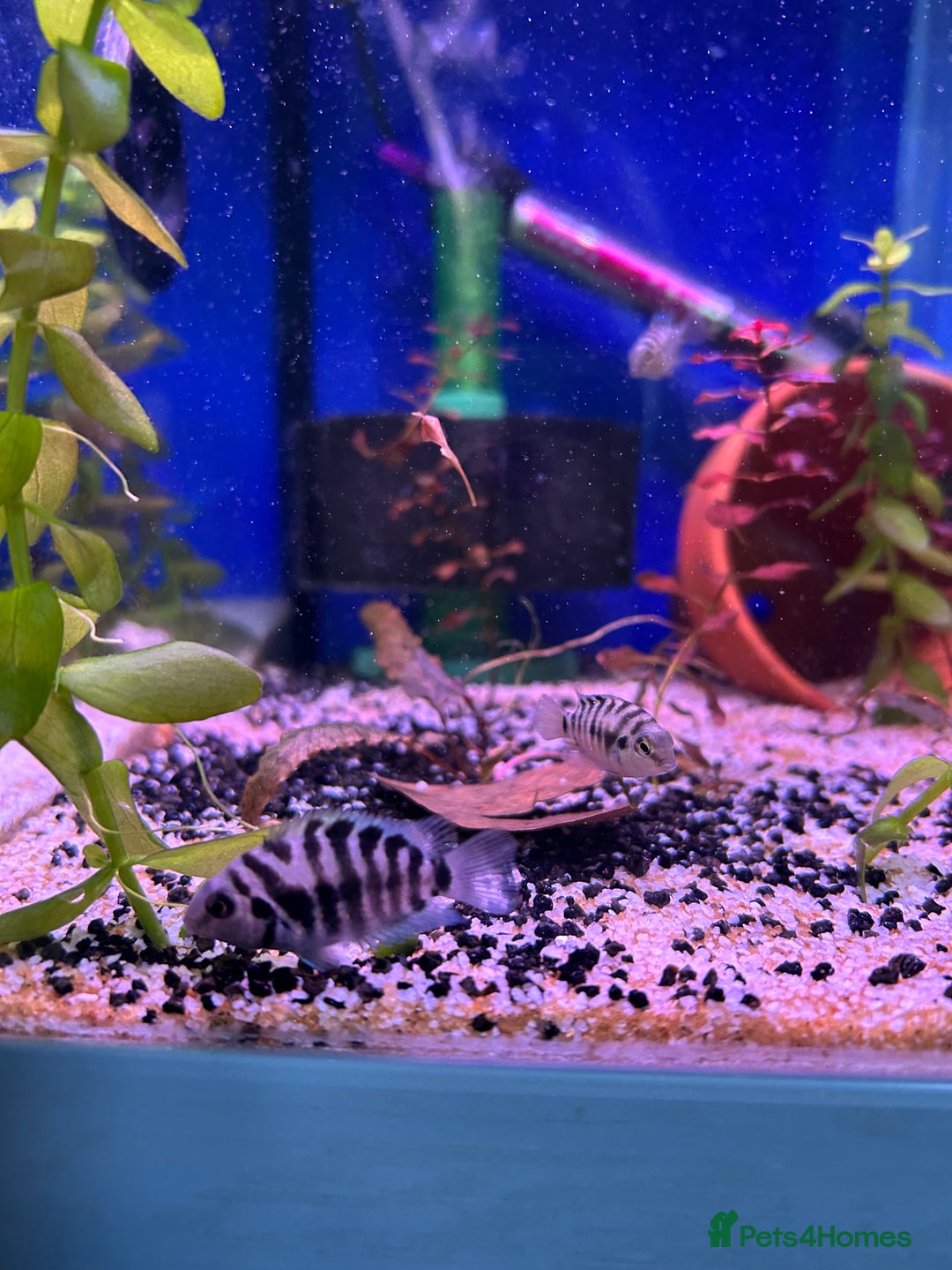 Cichlids fish for sale: 9 convict cichlids  - Advert 8