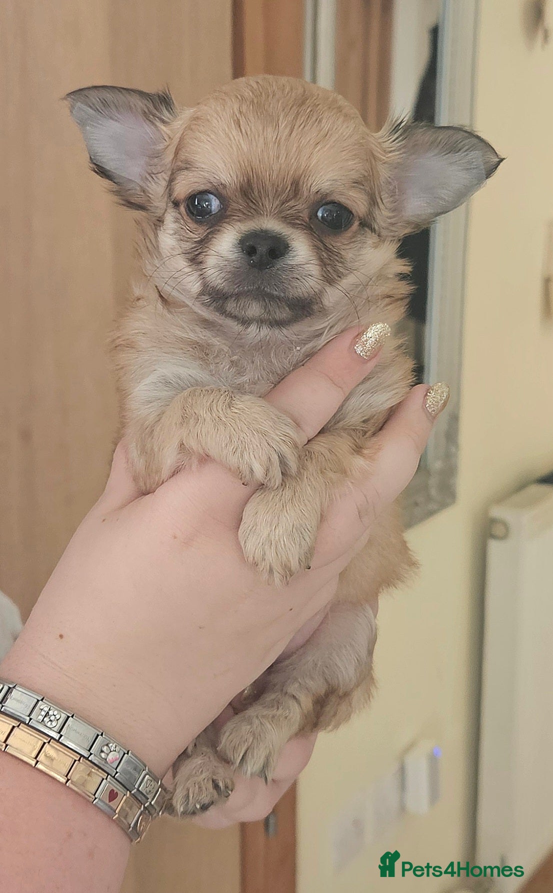 Chihuahua dogs 🩵 Stunning Long Coat Chihuahua Boy 🩵 - Advert 1