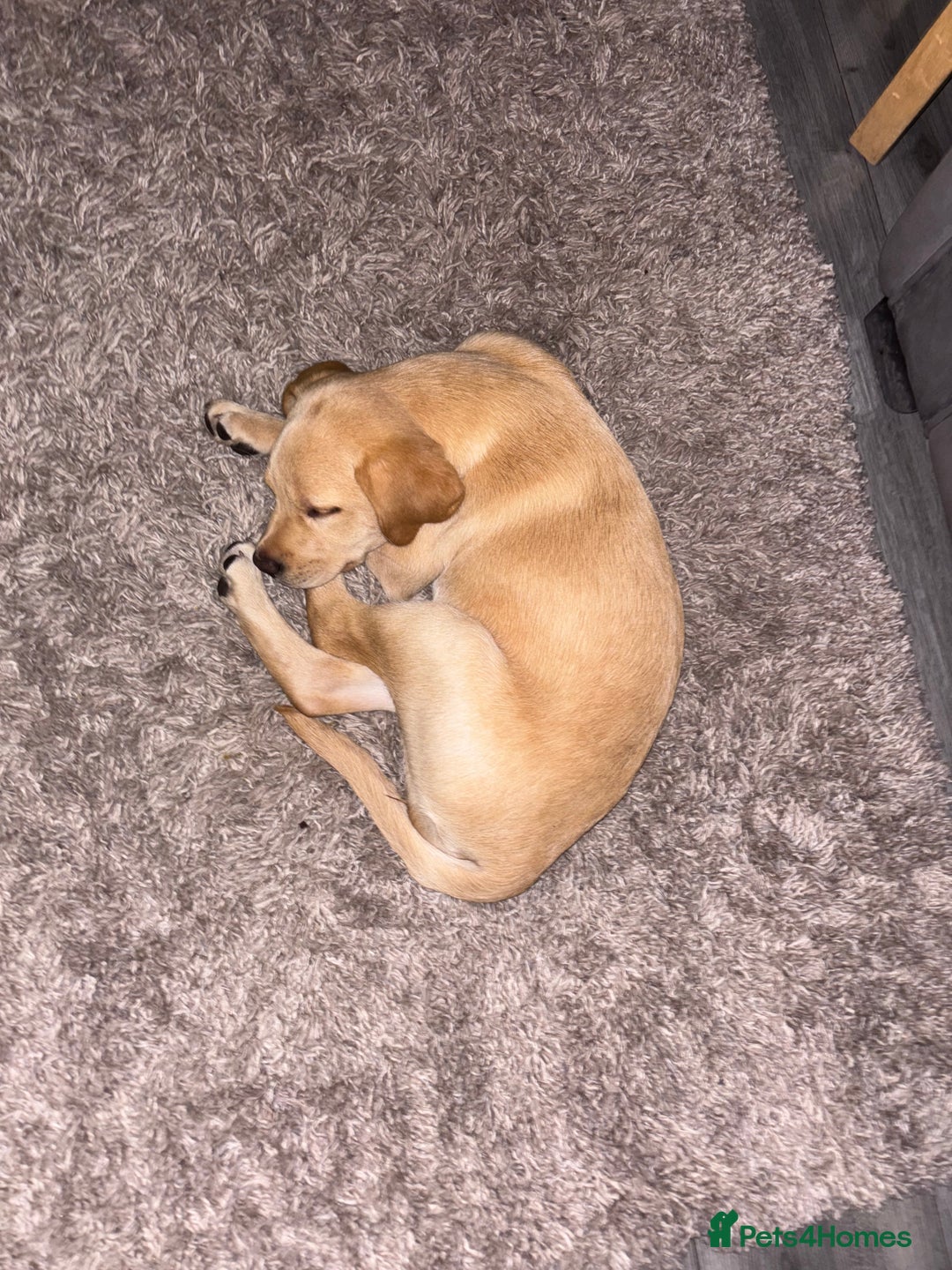 Labrador Retriever dogs for sale: Penny - Advert 3