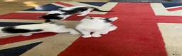 Mixed Breed cats for sale: BEAUTIFUL KITTENS READY FOR THEIR FOREVER HOMES 🐾 - Advert 9