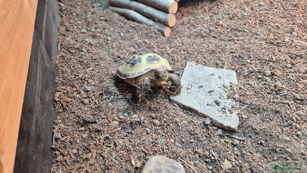 Tortoise reptiles for sale: Horsfield tortoise for sale - Image 2