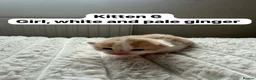 Mixed Breed cats for sale:  9 gorgeous kittens.  - Advert 13