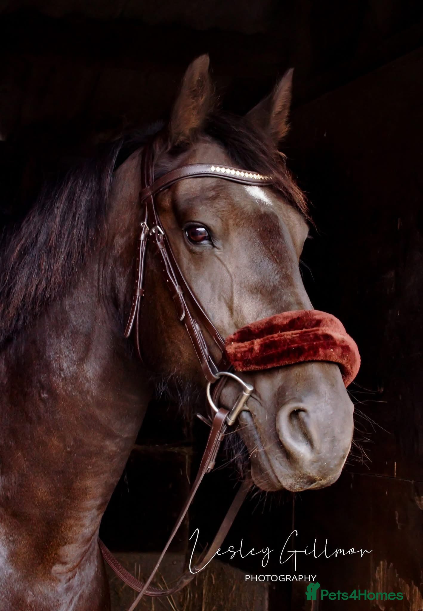 Irish Cob horses Penny, your very own black beauty  - Advert 1