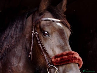 Irish Cob horses Penny, your very own black beauty - Advert 1