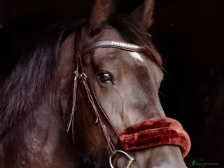 Irish Cob horses Penny, your very own black beauty - Advert 6