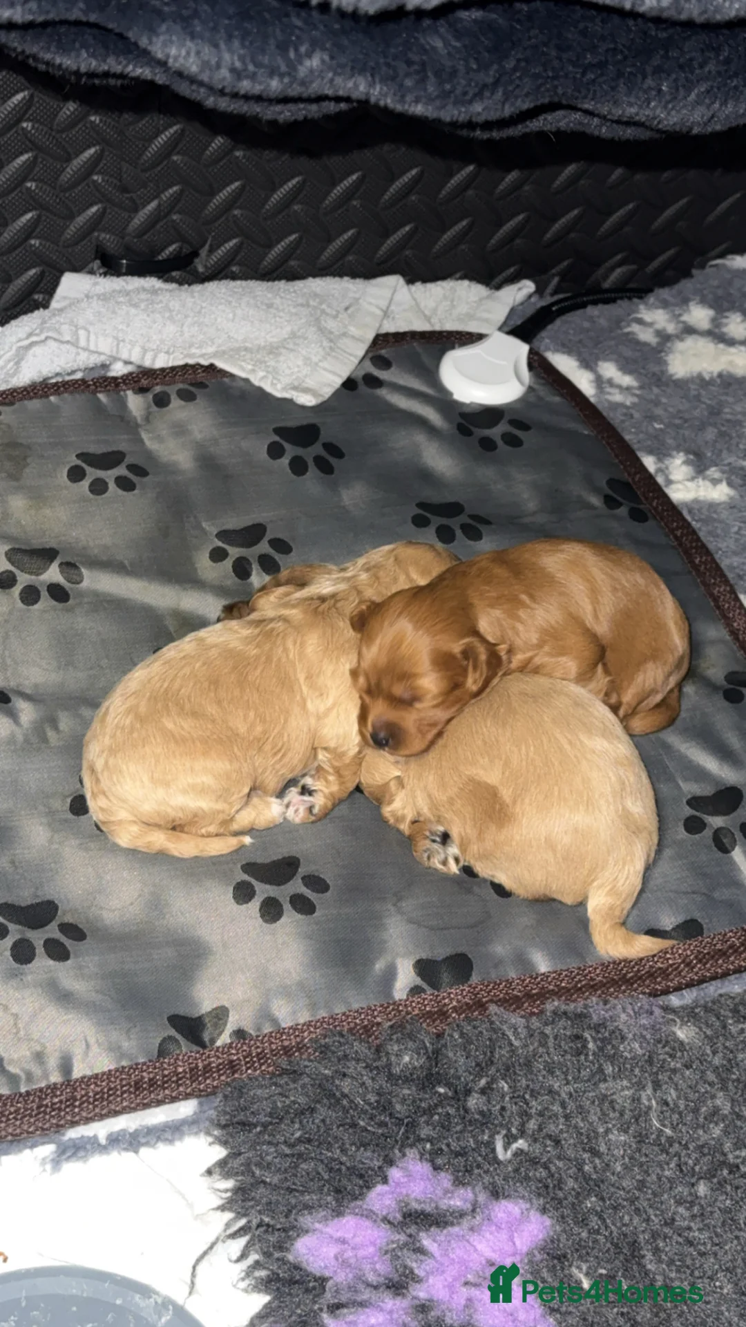 Maltipoo dogs for sale: Maltipoo F1b  - Advert 10