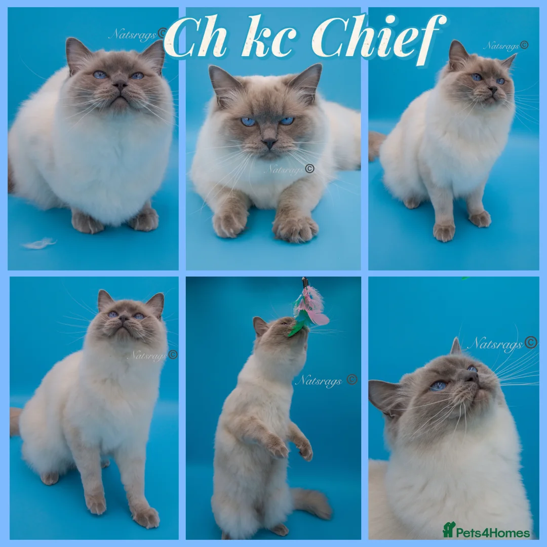 Ragdoll cats for sale: 🏆Gccf stunning ragdoll kittens (GRCH PARENTS 🥇) - Advert 39