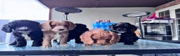 Cockapoo dogs for sale: beautiful F2 cockapoo puppies  in Tilbury - Advert 14