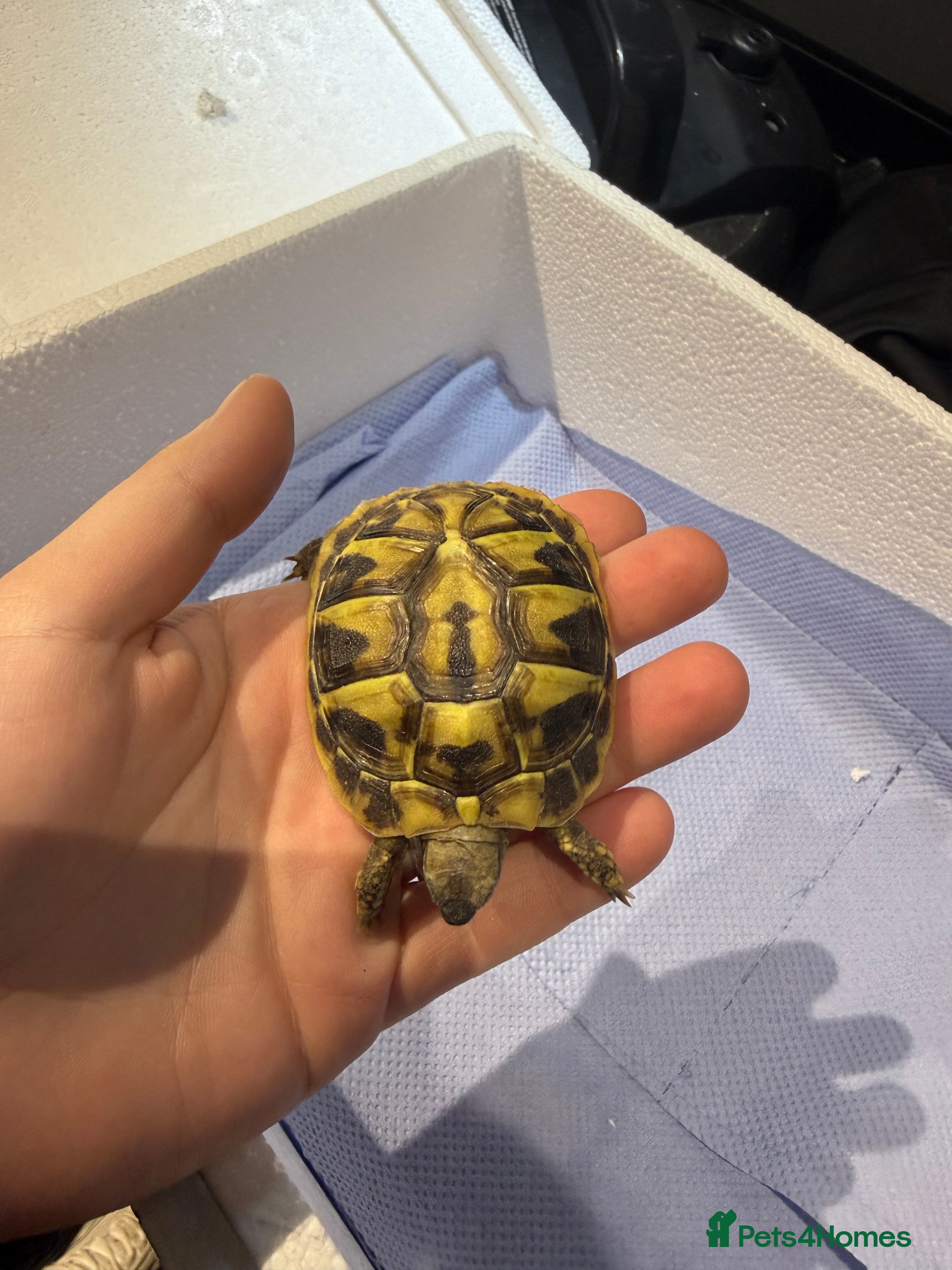 Hermann Tortoise reptiles Hermann tortoise  - Advert 5