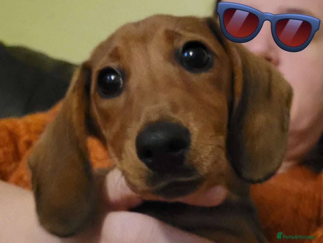 Miniature Dachshund dogs for sale: Beautiful little dachshund girl - Image 5