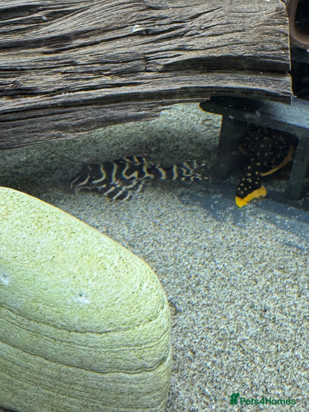 Plecos fish for sale: Plecos for sale  - Advert 3