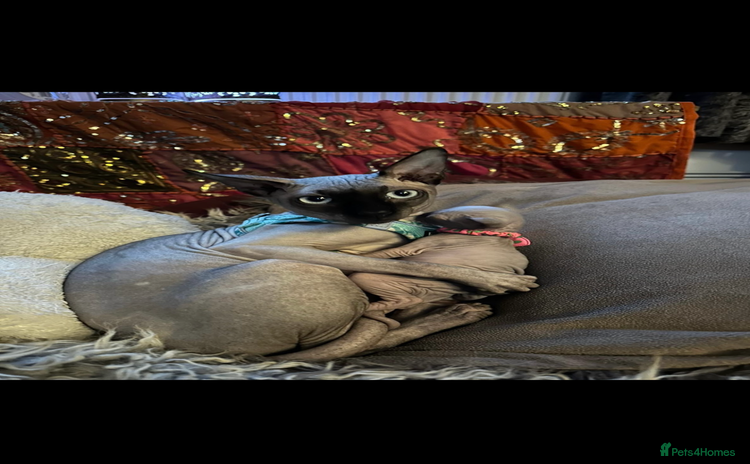Sphynx cats - Advert 1