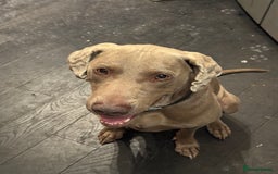 Weimaraner dogs for stud: Cole  - Image 7