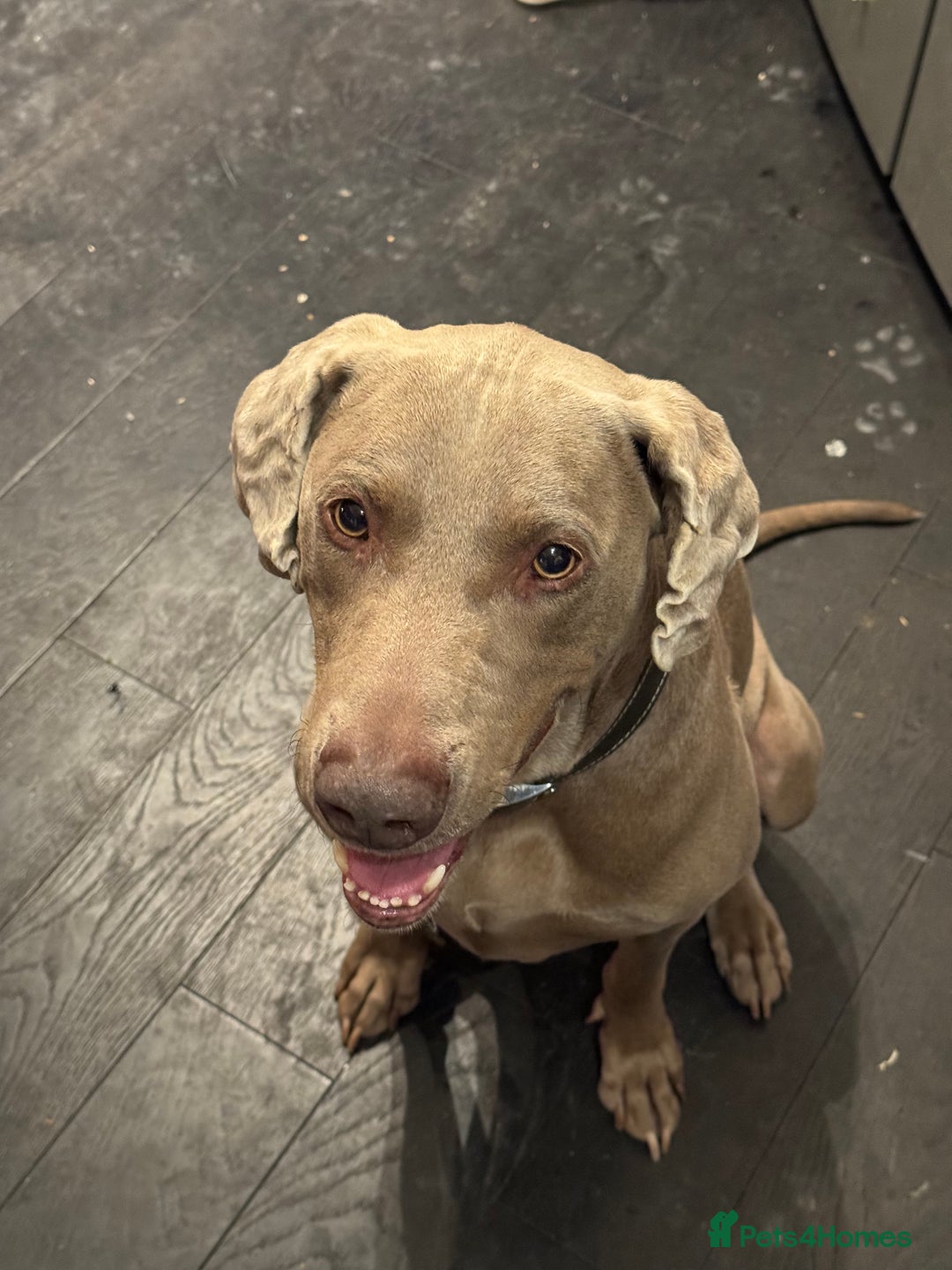 Weimaraner dogs for stud: Cole  - Image 7