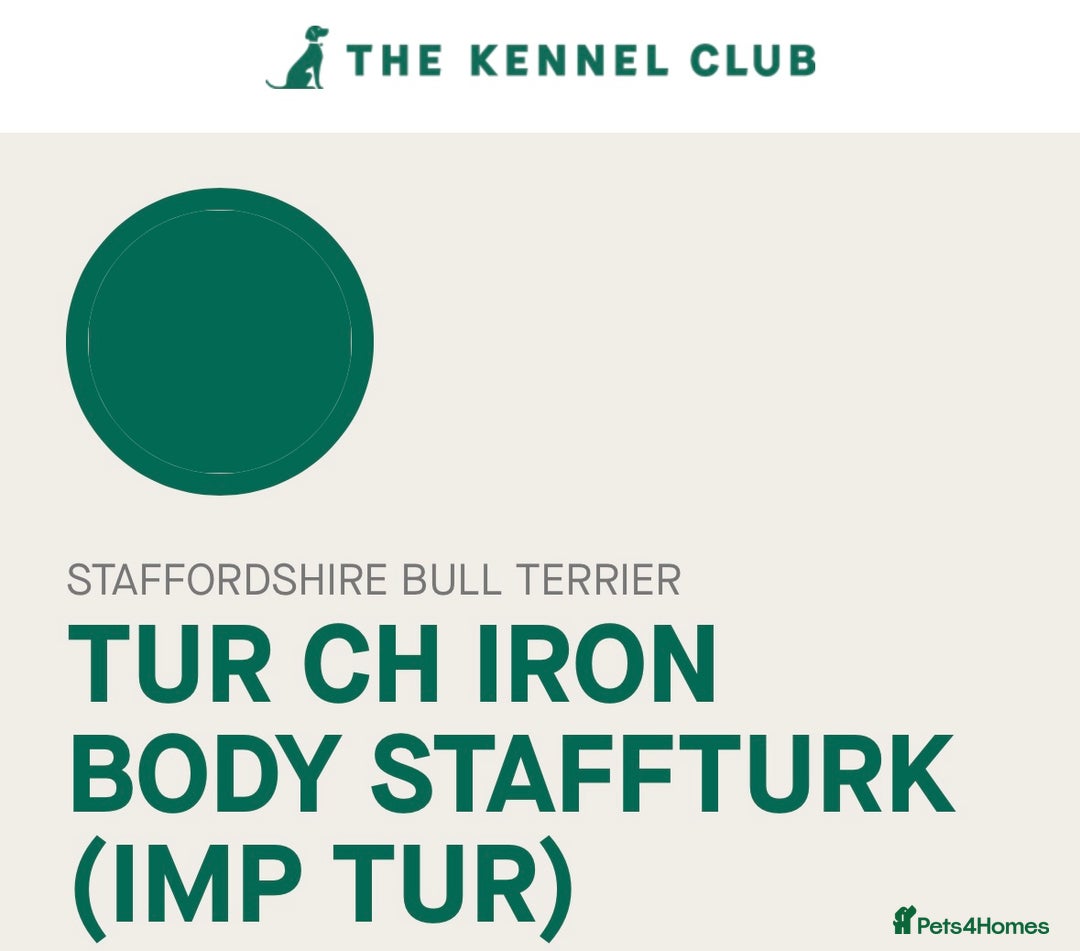 Staffordshire Bull Terrier dogs for stud: Grand champion 5⭐️LICENSED KENNEL in Wisbech - Advert 4