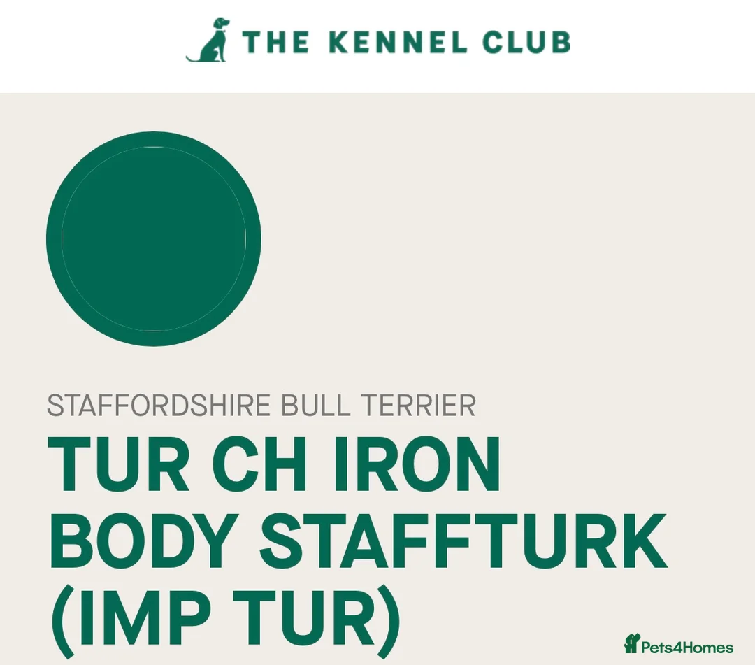 Staffordshire Bull Terrier dogs for stud: Grand champion 5⭐️LICENSED KENNEL in Wisbech - Advert 4