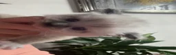 Siamese cats for sale: Beautiful siamese mixed breed kittens - Advert 32
