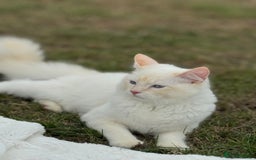 Ragdoll cats for sale: Ragdoll Kitten  - Image 3