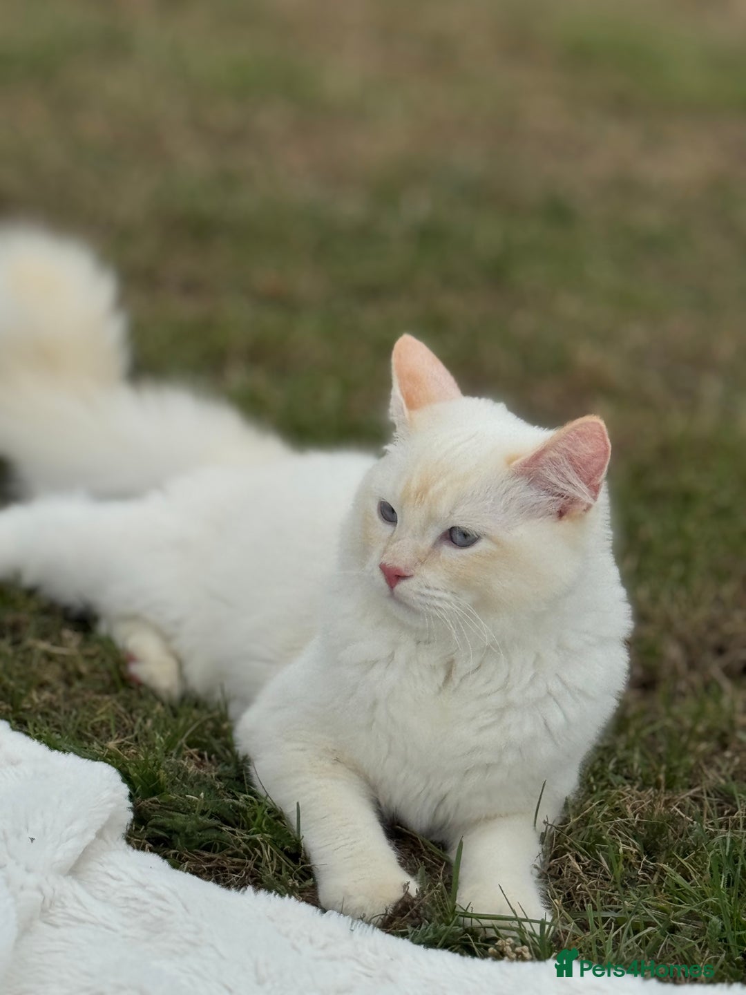 Ragdoll cats for sale: Ragdoll Kitten  - Image 3