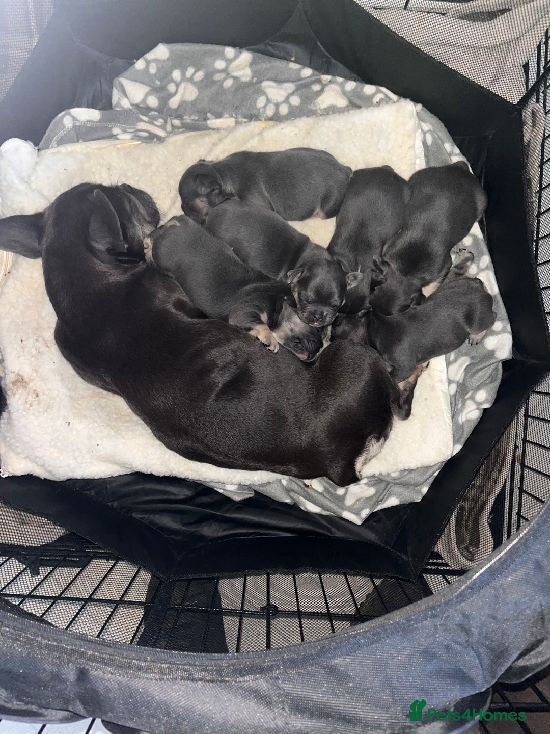 French Bulldog dogs for sale: Cutest frenchies pups  - Advert 3