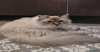 Birman cats Birman kittens  - Advert 13