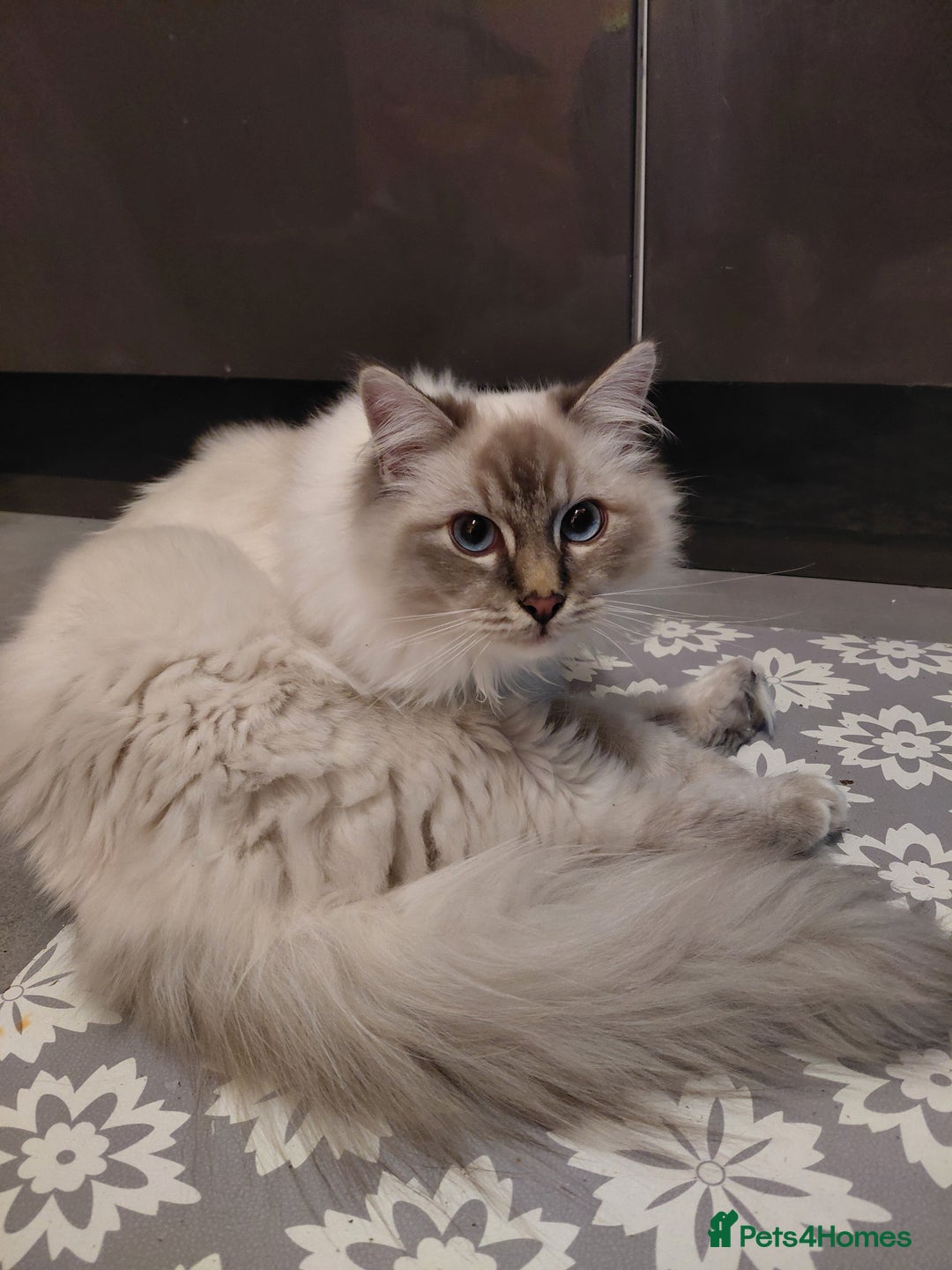 Birman cats for sale: Birman kittens  - Advert 5