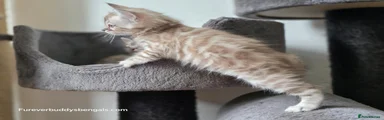 Bengal 4