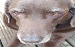 Labrador Retriever dogs for sale: Special home needed for a beautiful old boy  - Image 5