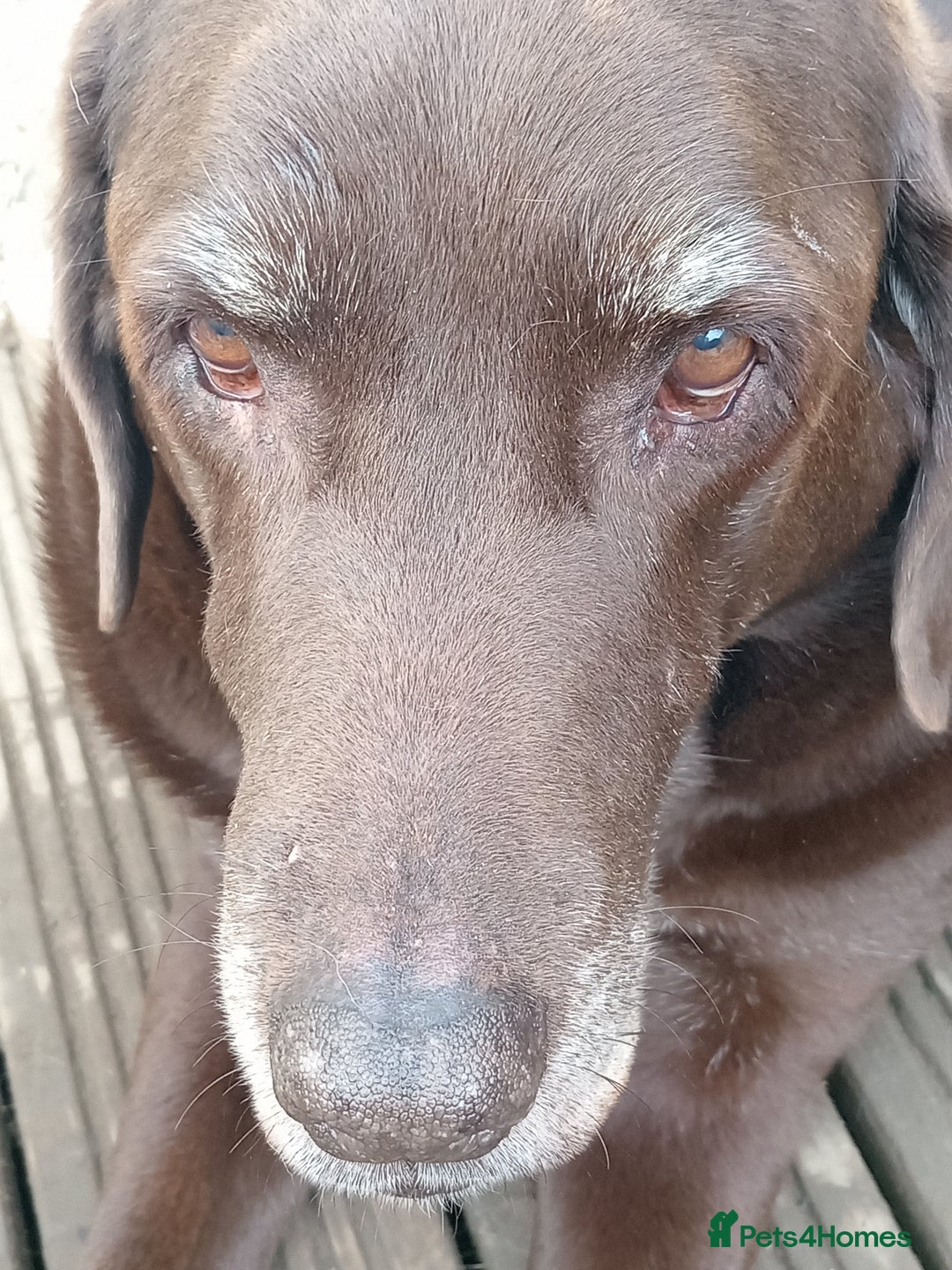 Labrador Retriever dogs for sale: Special home needed for a beautiful old boy  - Image 5