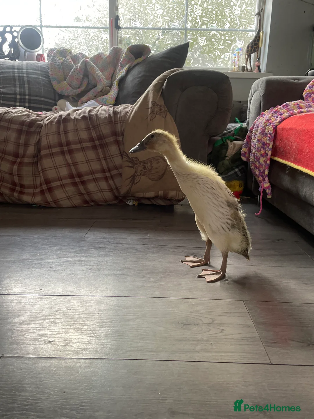 Ducks poultry for sale: Indian runner duck - Advert 2