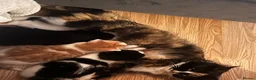 Mixed Breed cats for sale: Three beautiful kittens - Advert 1