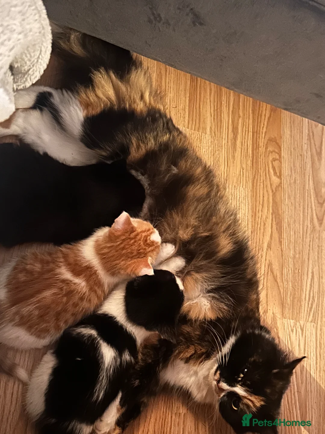 Mixed Breed cats for sale: Three beautiful kittens - Advert 1