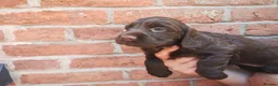 Cocker Spaniel dogs for sale: Cocker Spaniel Puppies  - Advert 11