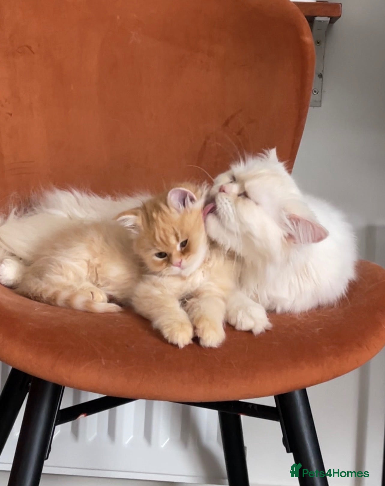 Persian cats 2 adorable Persian exotic kittens - Advert 13
