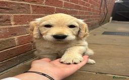 Golden Retriever dogs for sale: Ready now - Golden Retriever Puppies  - Image 14