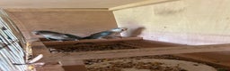 Ringnecks birds for sale: Ringnick proven breeding pairs  - Advert 10